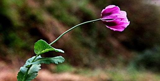 索尼中国之星计划《觉醒异刃》宣布2024年第三季度发售